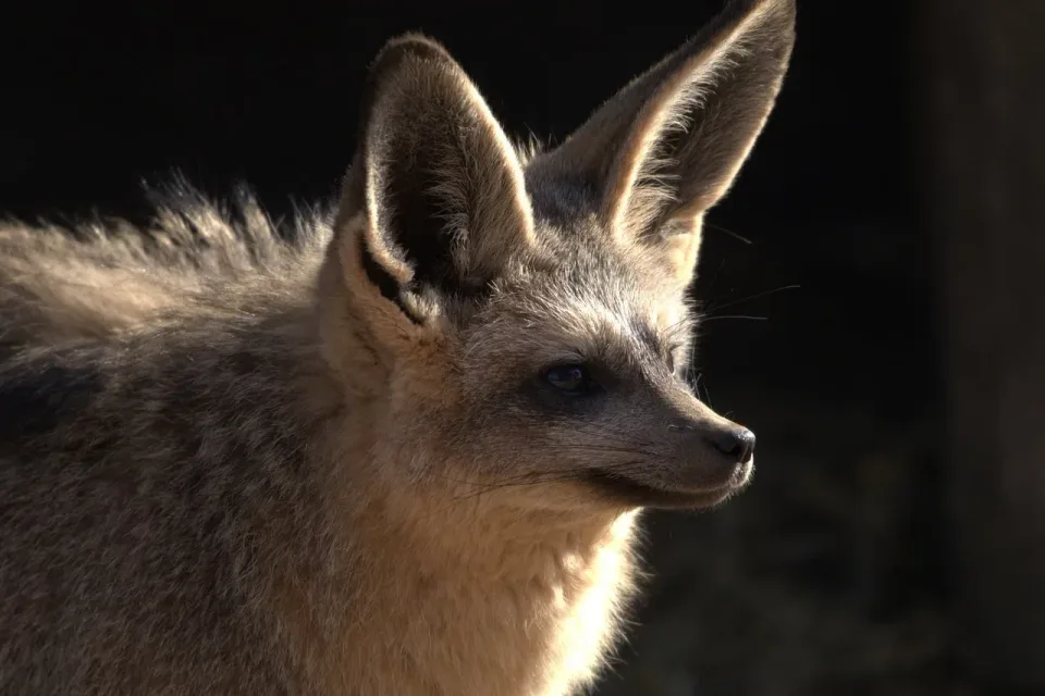 Bat-eared Fox — Wildlife Bat-eared Fox — Wildlife