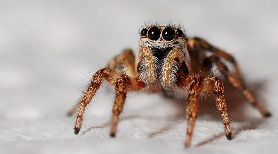 Jumping Spider — Pest Control